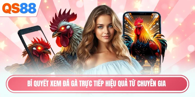 Bí quyết xem đá gà trực tiếp hiệu quả từ chuyên gia