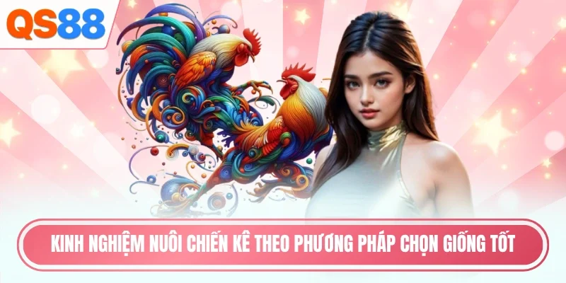Kinh nghiệm nuôi chiến kê theo phương pháp chọn giống tốt